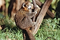 052 FA N MADAGASCAR